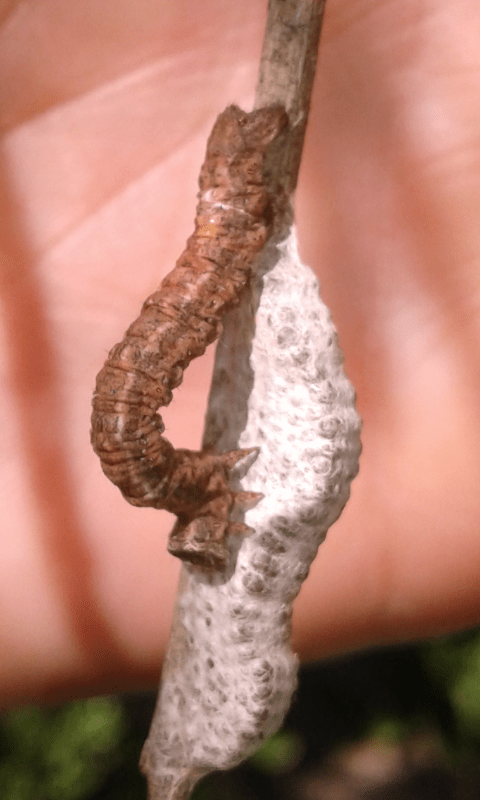 Formicidae assalgono larva di Geometridae su ammasso di bozzoletti di Braconidae